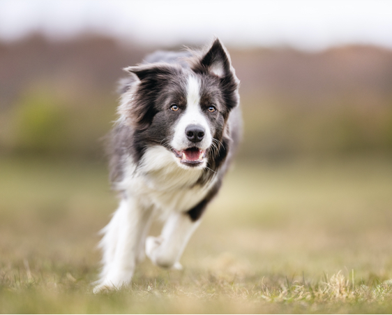 dogstar-about-dog-running