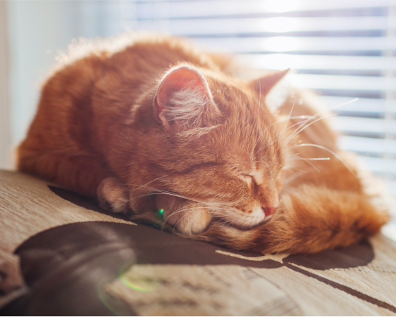 dogstar-cat-sleeping